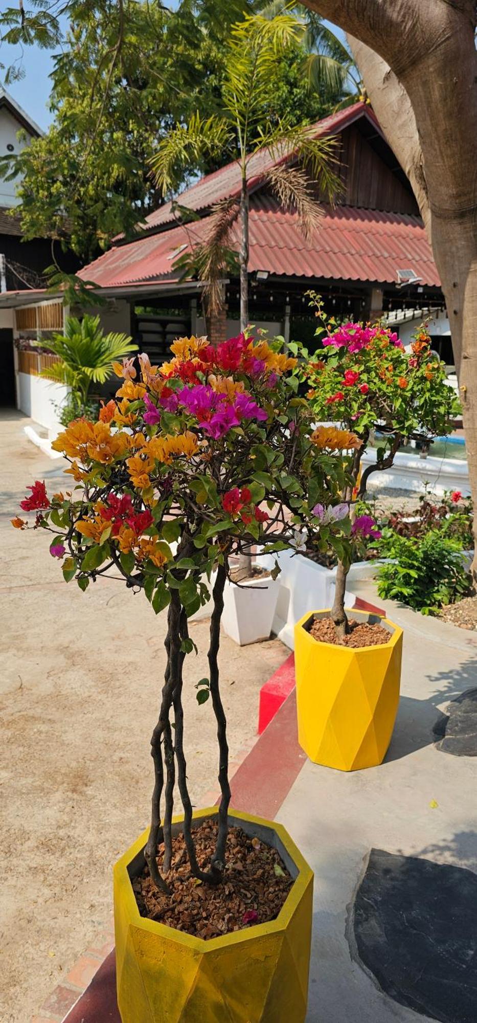 Sabaidee Guesthouse Luang Prabang Luaran gambar